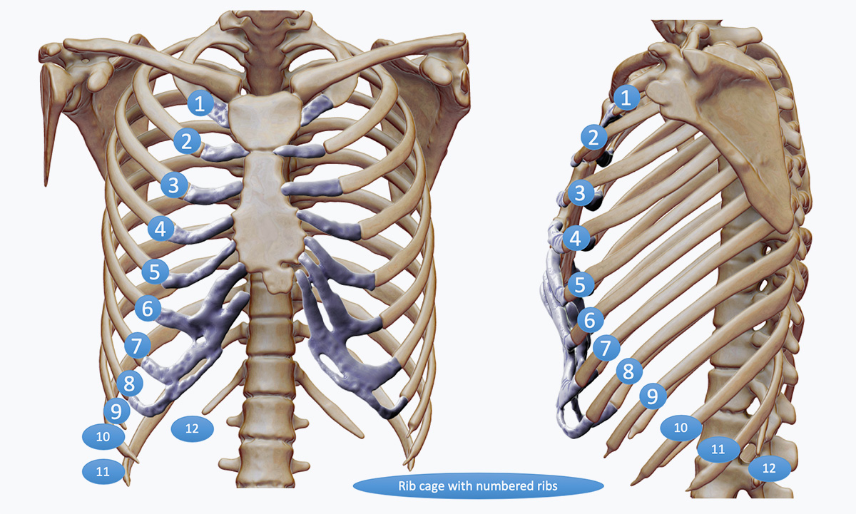 a picture explaining where the septal cartilage is taken from